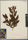 Foto von Salix silesiaca Willd.